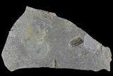Fossil Cockroach (Syscioblatta) Wing & Bivalves - Kinney Quarry, NM #80418-1